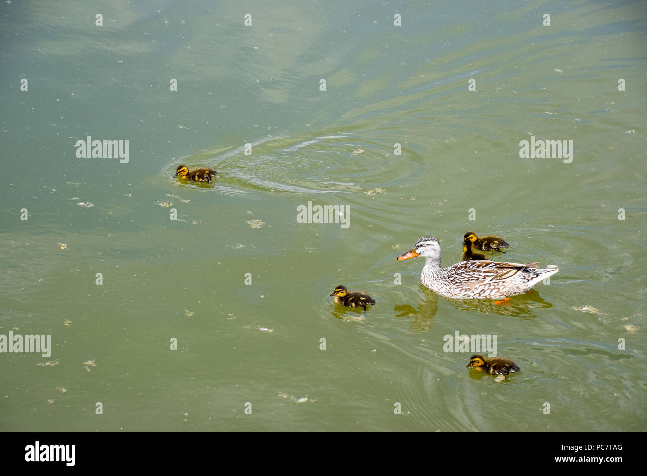 Un anatra con anatroccoli è nuotare in un stagno. Anatre nuotare nello stagno. Wild Mallard duck. I draghetti e femmine. Foto Stock