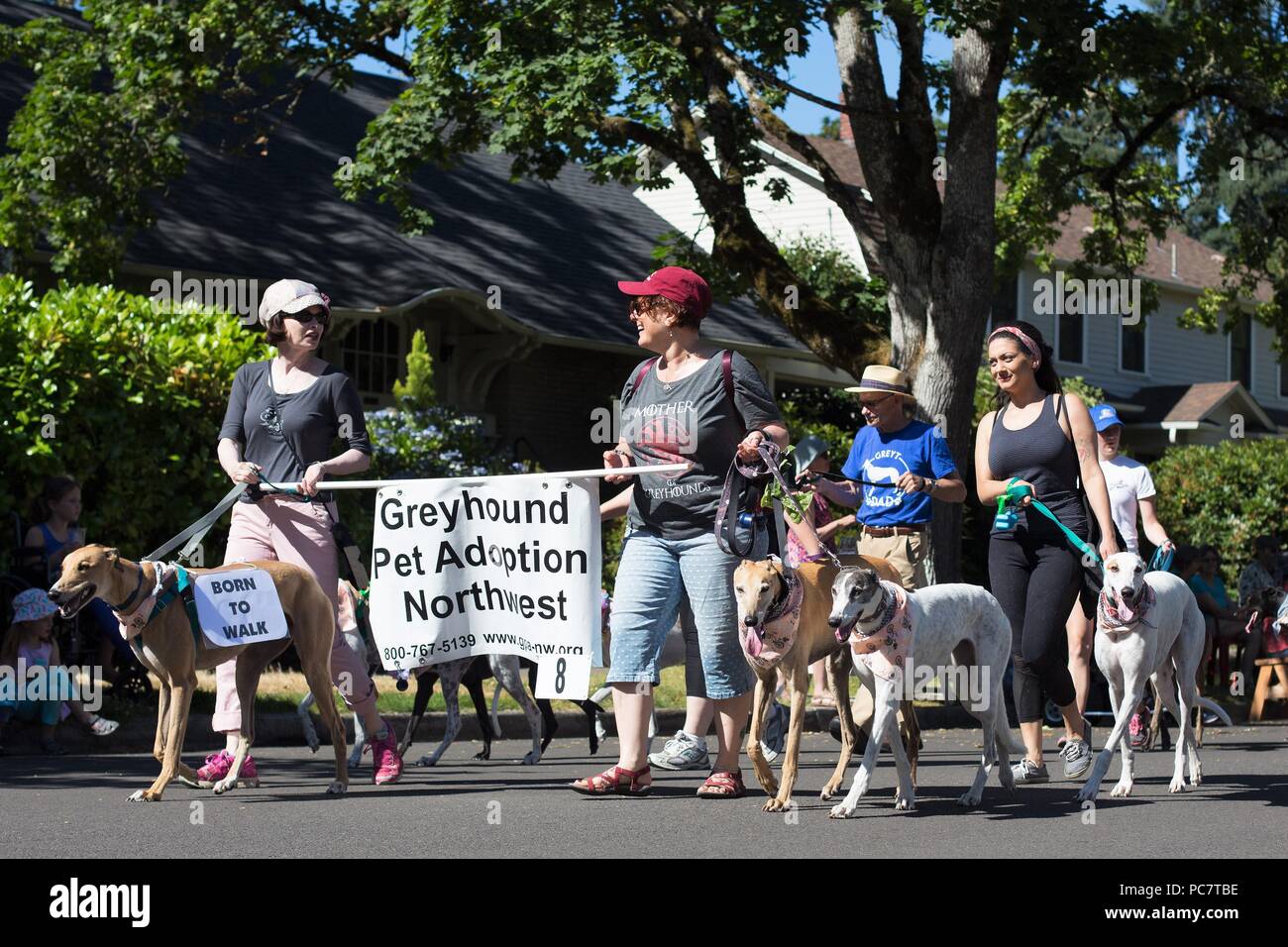 Un levriero adozione gruppo marciando al Eug Parade di Eugene, Oregon, Stati Uniti d'America. Foto Stock
