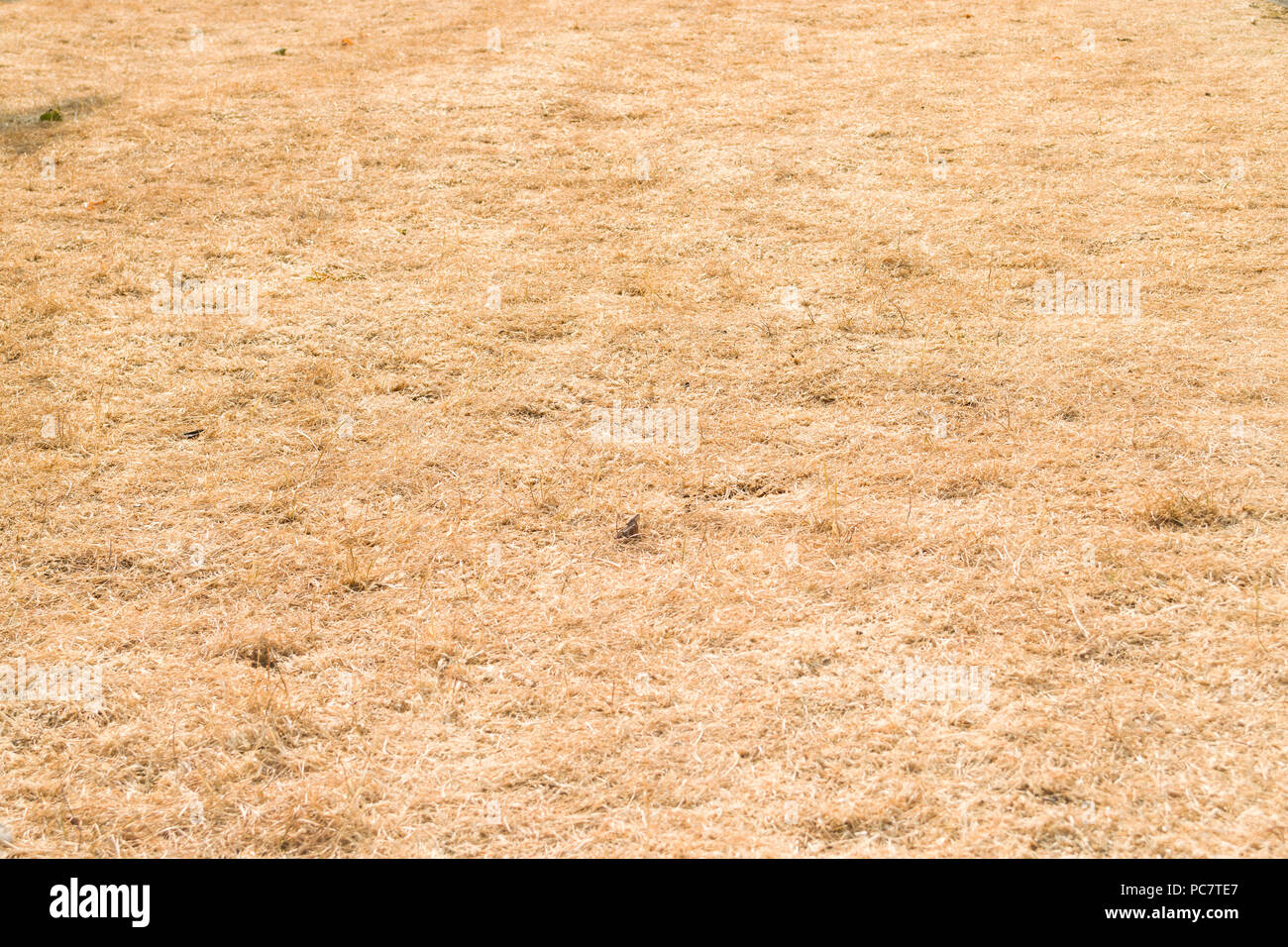 Un prato di asciutto erba arancione dovuta al record canicola estiva nel Regno Unito nel 2018 Foto Stock