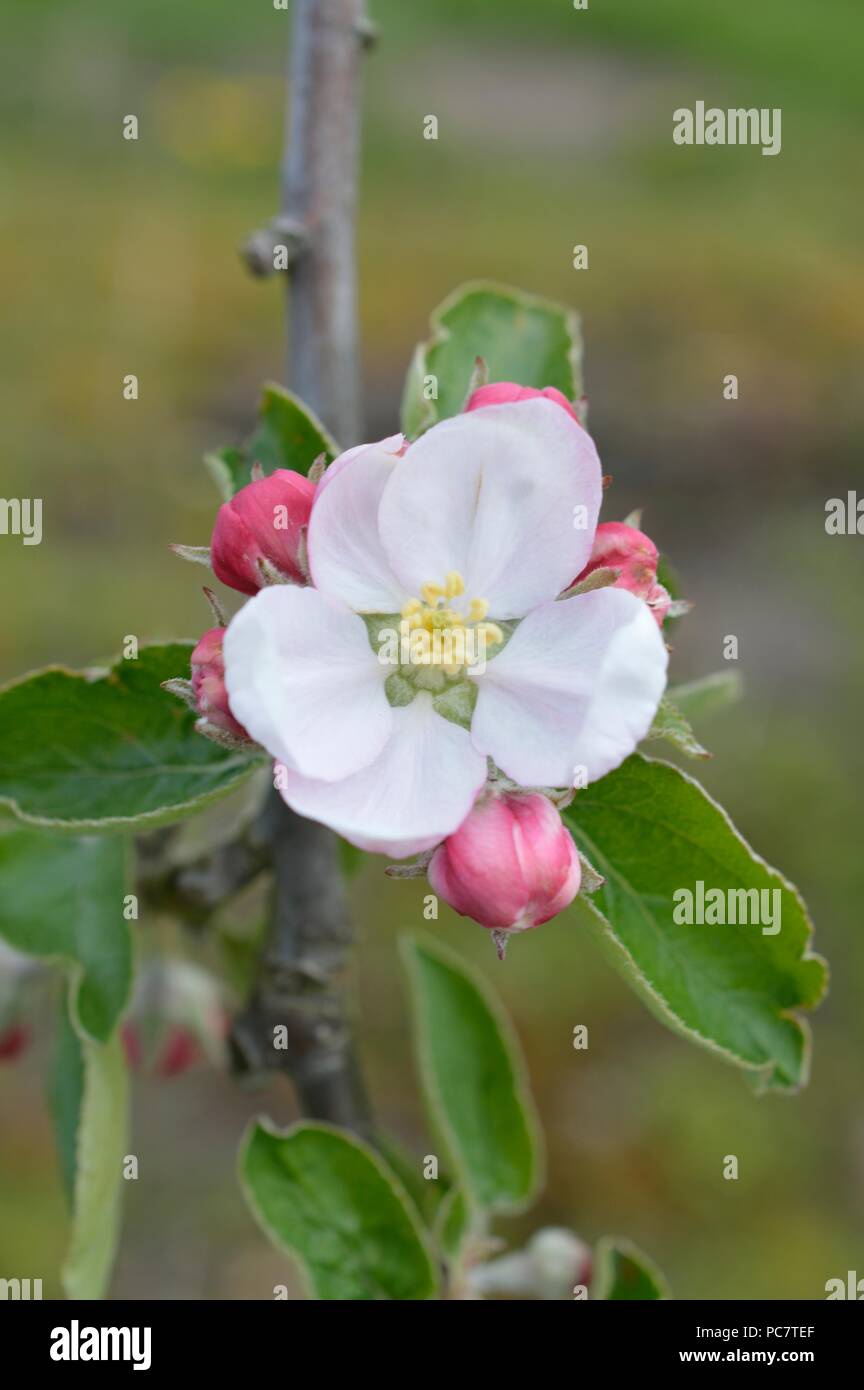 Apple Washington fragola - Fiori Foto Stock