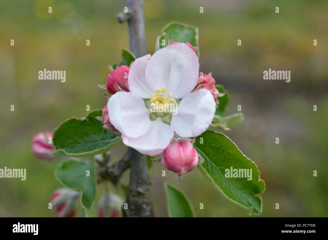 Apple Washington fragola - Fiori Foto Stock