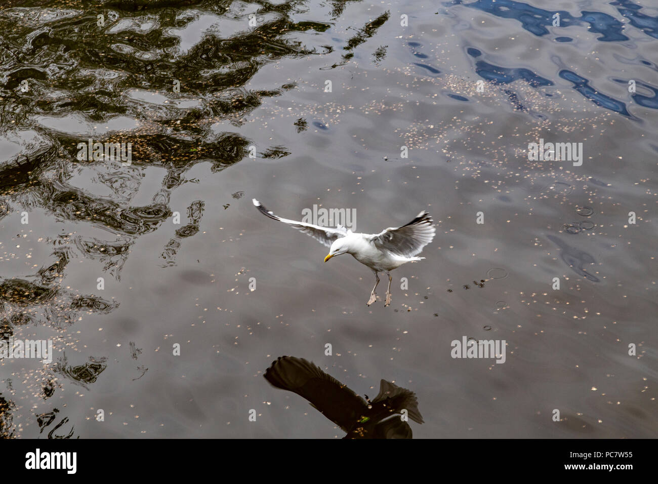 Uccelli in canali di Amsterdam, Paesi Bassi Foto Stock
