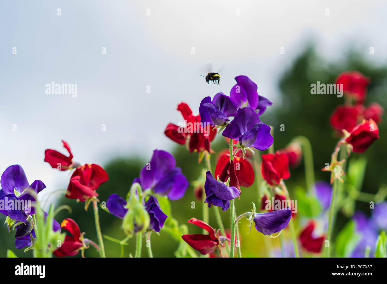 Bellissimi giardini impollinatrice, Portland, Oregon, Luglio 2018 Foto Stock