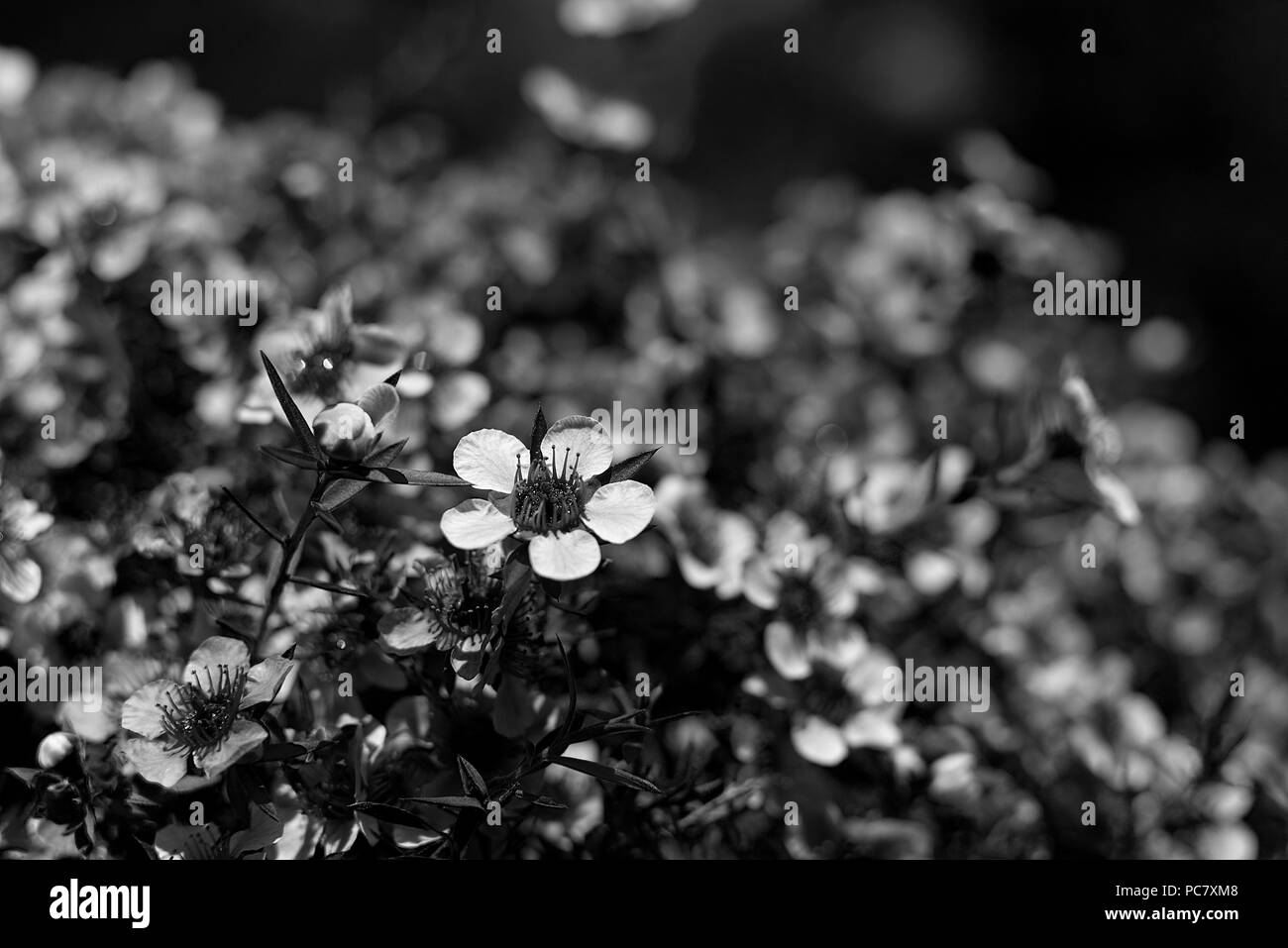 Il concetto di questa fotografia è stata per mostrare ciò che altri Ometti. Questo fiore è stato proprio all'entrata e nessuno ha dimostrato alcuna attenzione. Foto Stock