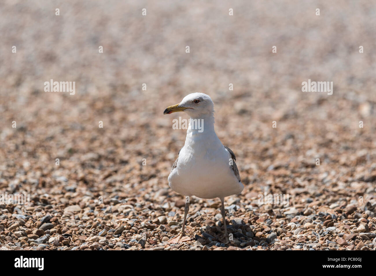 Aringa Gabbiano (Larus argentatus) su una spiaggia di ciottoli Foto Stock