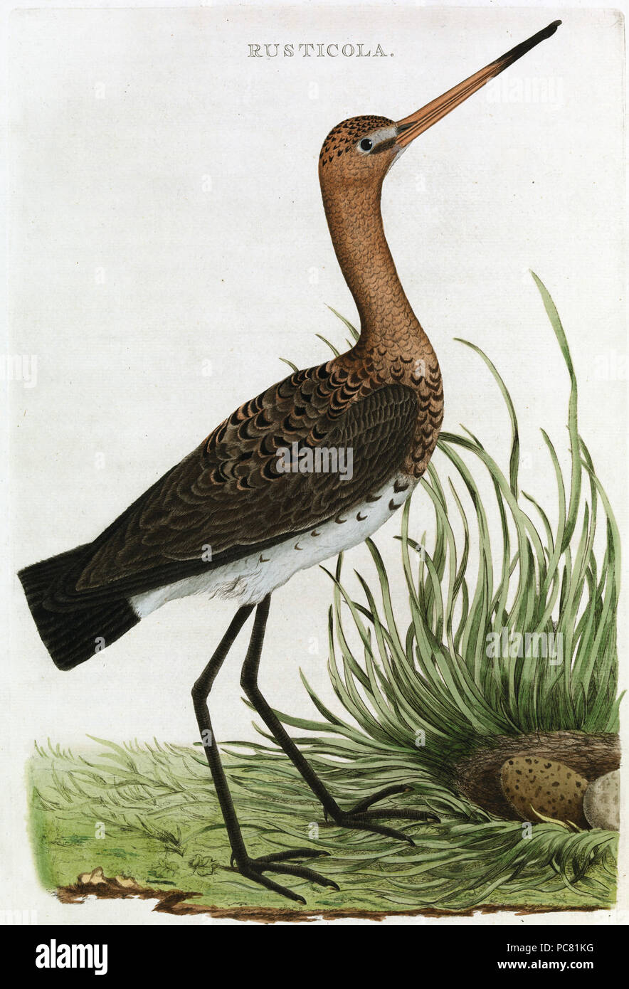 Rusticola *Nederlandsche Vogelen *1770 *Koninklijke Bibliotheek 533 Rusticola uit Nederlandsche Vogelen 1770 Foto Stock Rusticola *Nederlandsche Vogelen *1770 *Koninklijke Bibliotheek 533 Rusticola uit Nederlandsche Vogelen 1770 Foto Stock