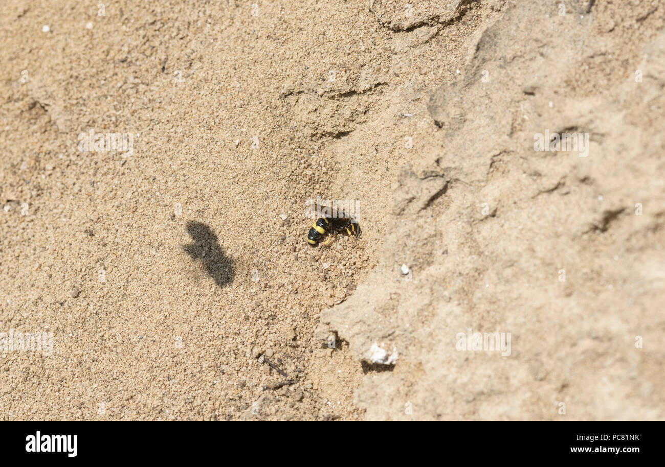 Un Cerceris sp (solitario wasp) scavando un foro di nido Foto Stock