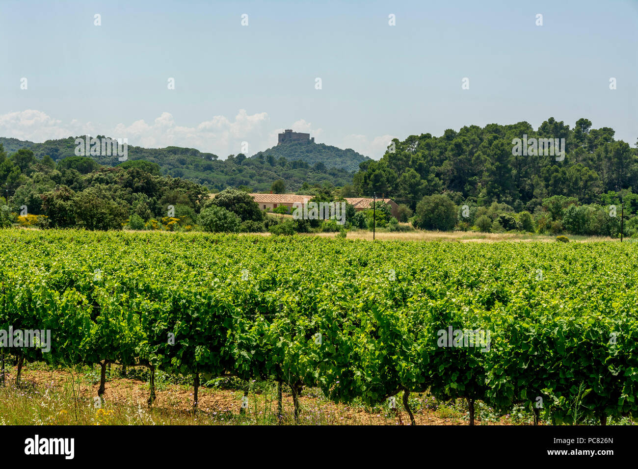 Vigneto vicino a Narbonne, dipartimento dell Aude, Occitanie, Francia, Europa occidentale Foto Stock