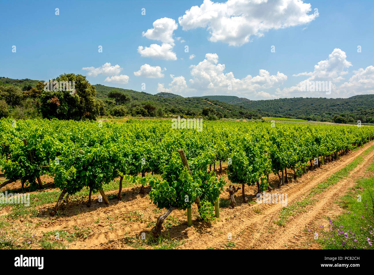 Vigneto vicino a Narbonne, dipartimento dell Aude, Occitanie, Francia, Europa occidentale Foto Stock