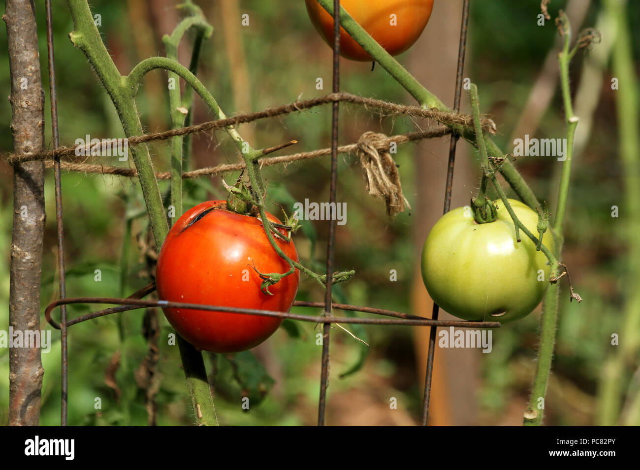 Pomodori che crescono in giardino Foto Stock