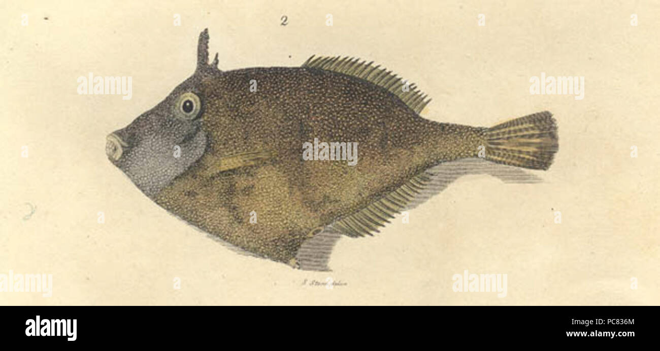 548 Scobinichthys granulatus raccolto Foto Stock