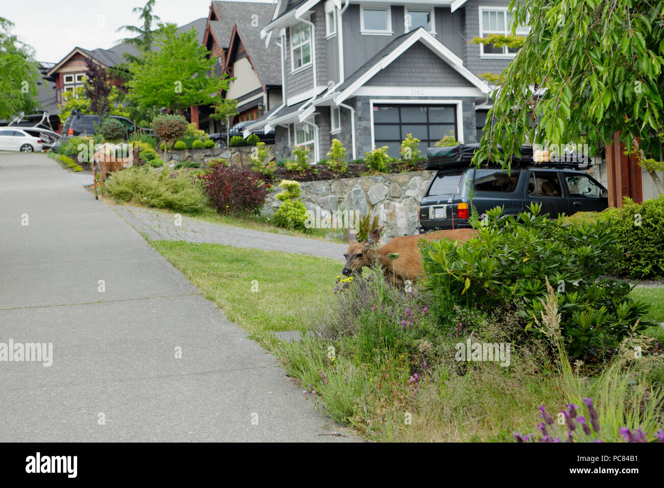 Blacktail Mule Deer alimentazione su fiori su urban streetin daylight-Bear Mountain, Langford, British Columbia, Canada. Foto Stock