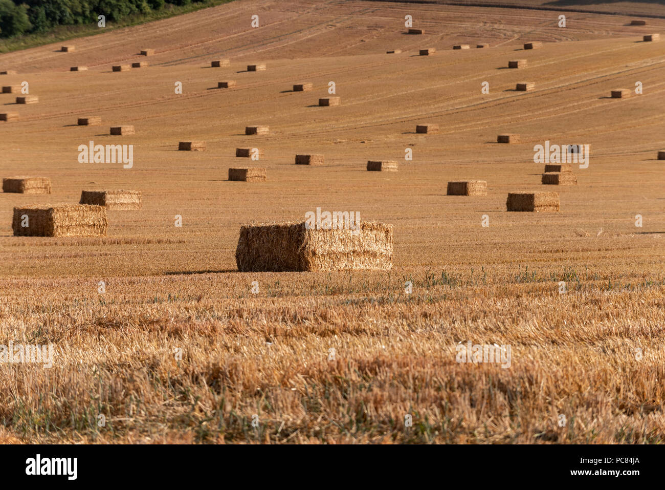 Campi di grano vicino Piddinghoe, Lewes Foto Stock