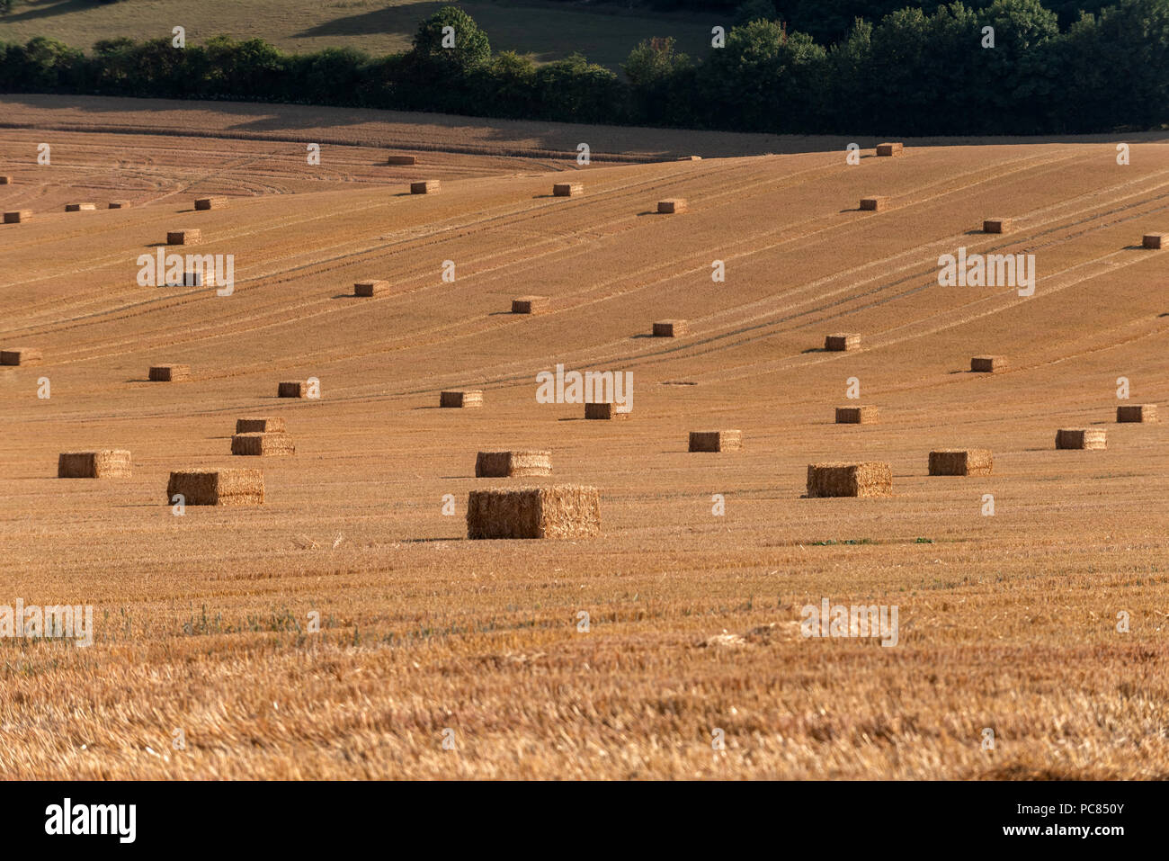Campi di grano vicino Piddinghoe, Lewes Foto Stock