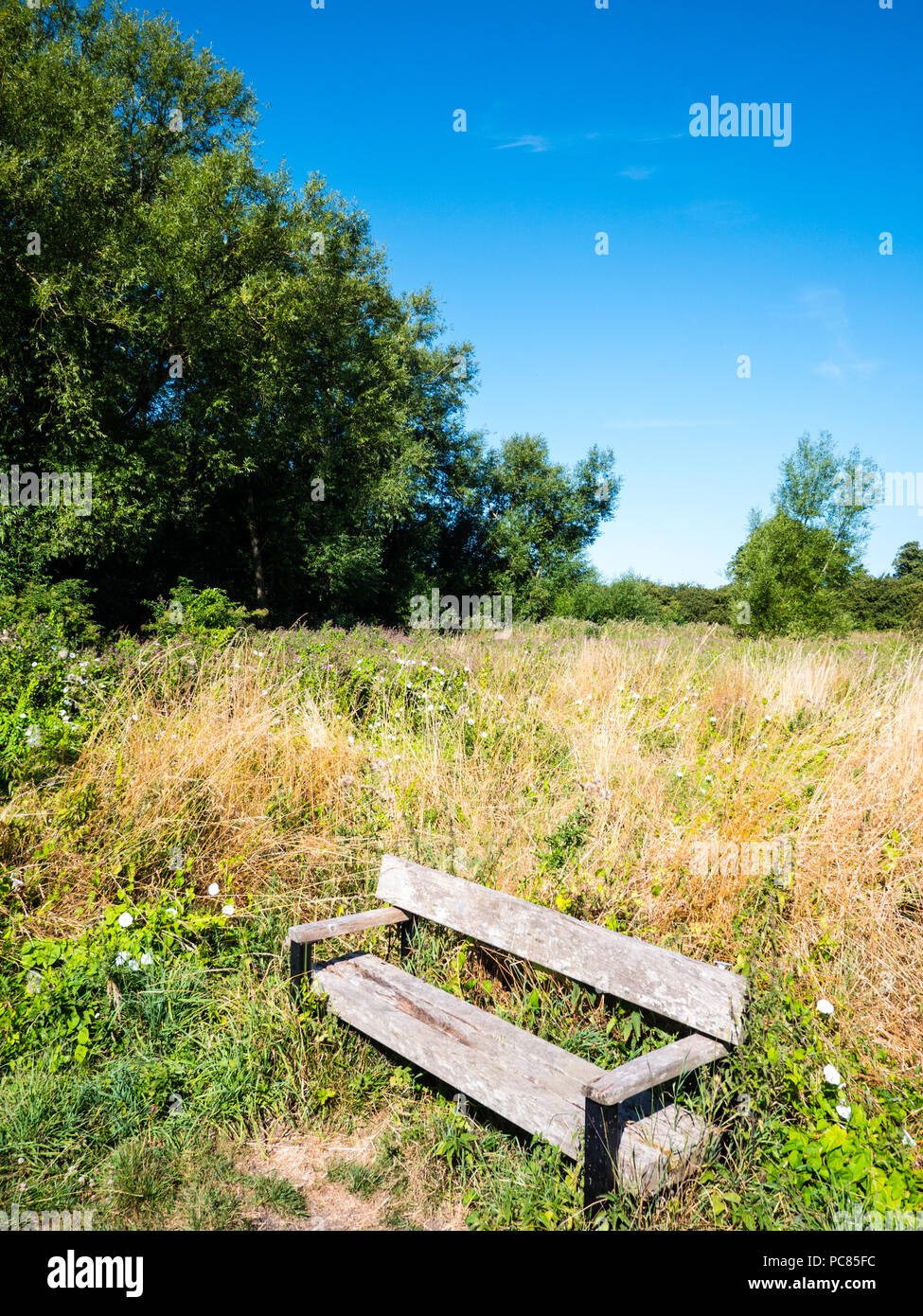 Cholsey Marsh Riserva Naturale, Cholsey, il fiume Tamigi, Oxfordshire, Inghilterra, Regno Unito, GB. Foto Stock