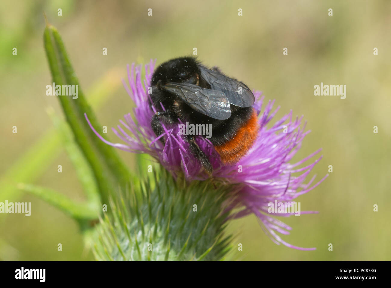 Red-tailed bumblebee (Bombus lapidaries) su un viola thistle Foto Stock