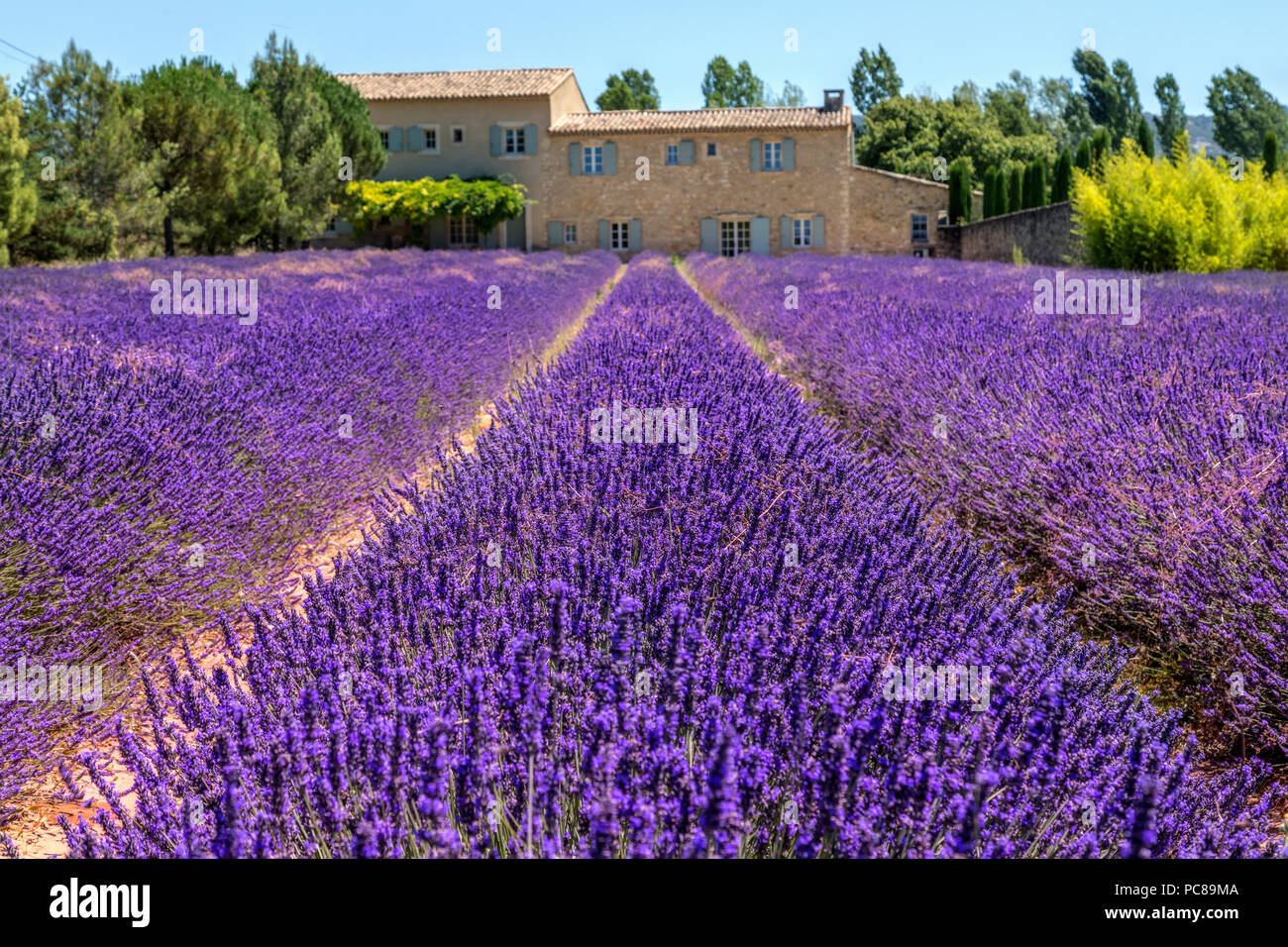 Bonnieux, campi di lavanda, Apt, Provenza, Francia Foto Stock