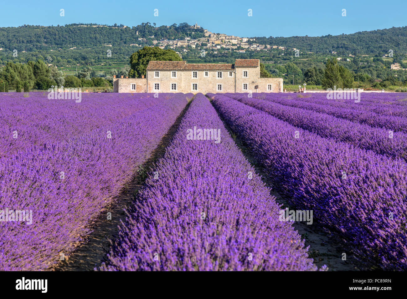 Bonnieux, campi di lavanda, Apt, Provenza, Francia Foto Stock