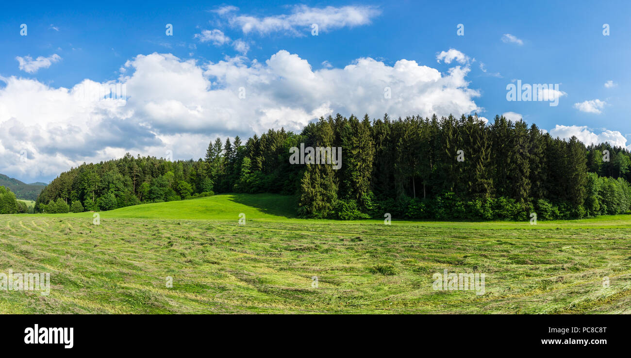 Germania, XXL foresta nera panorama con campo rasata Foto Stock