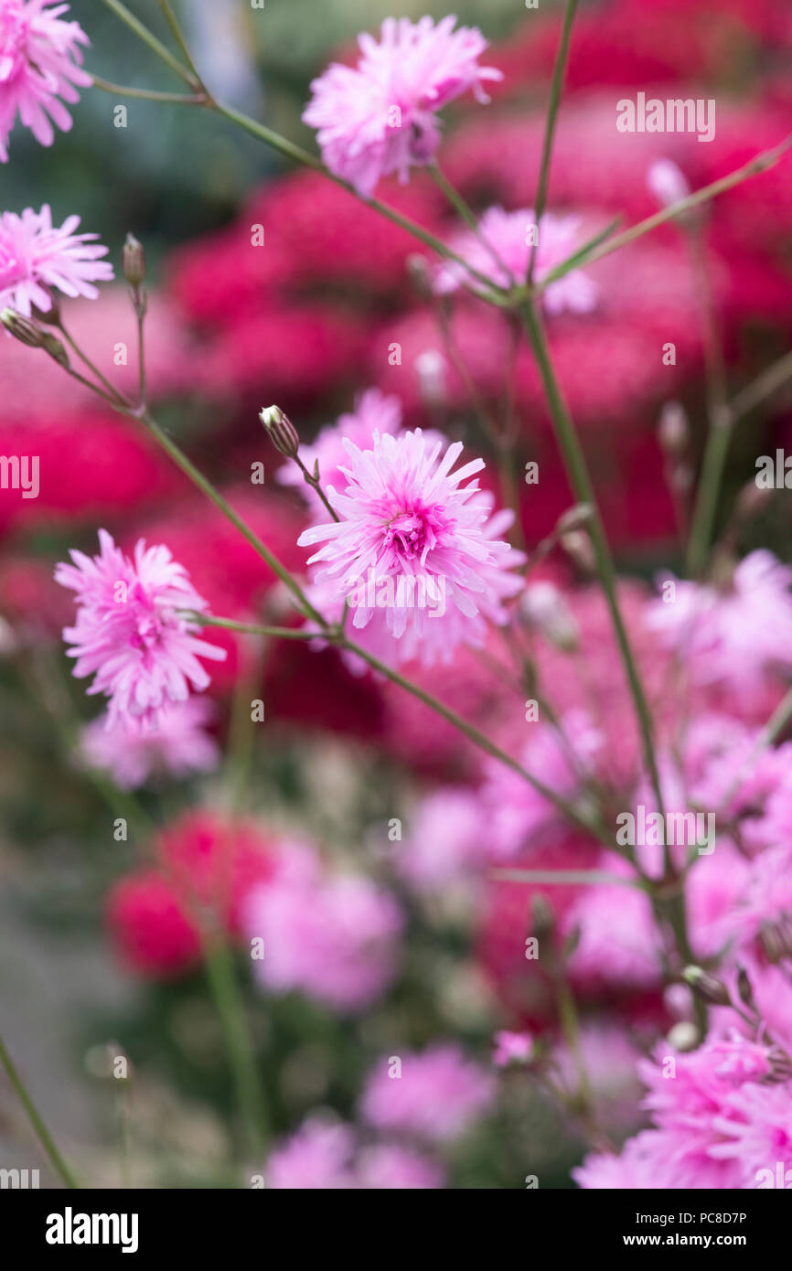 Lychnis flos-cuculi 'Petite Jenny'. Ragged Robin 'Petite Jenny' fiori Foto Stock