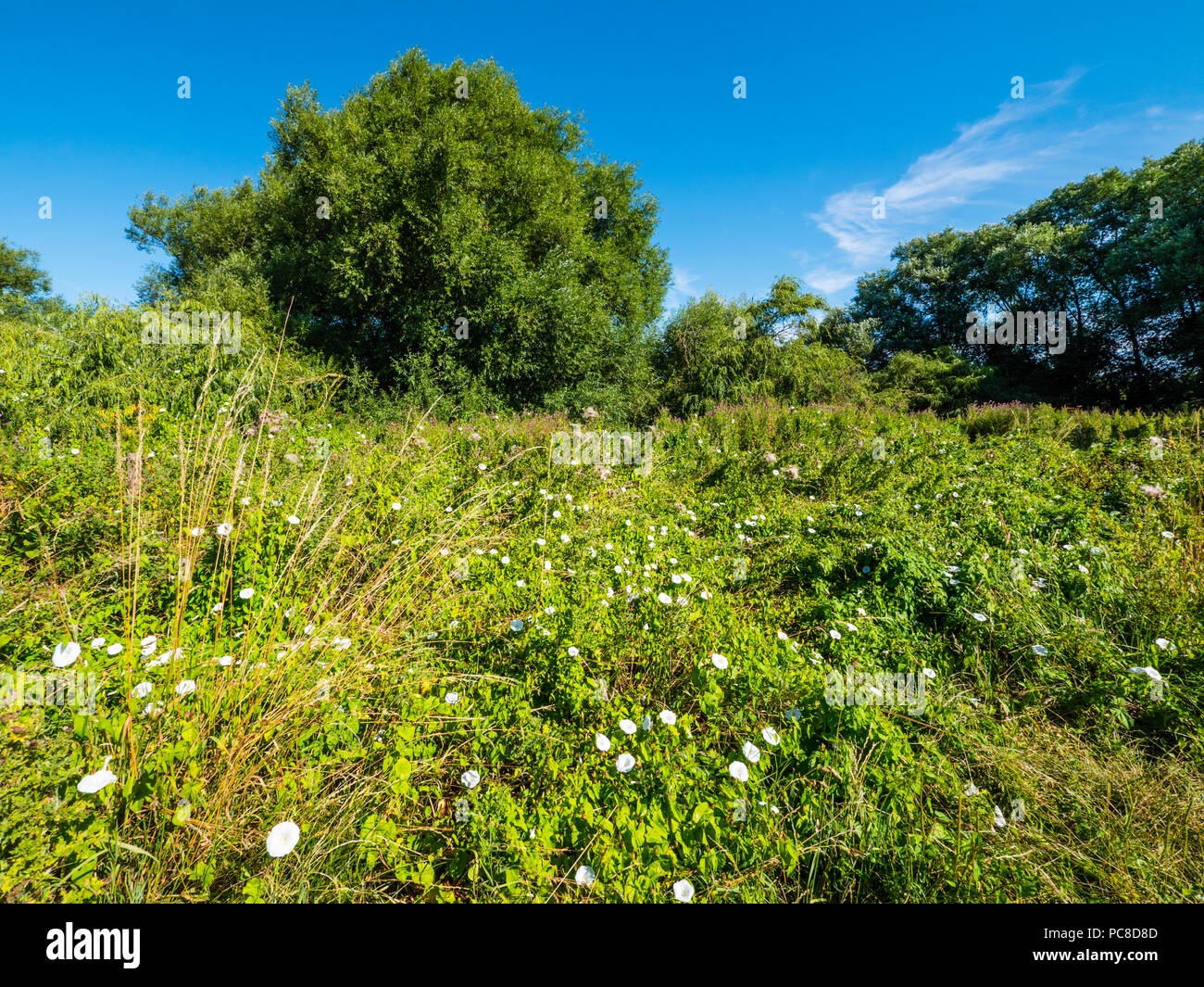 Cholsey Marsh Riserva Naturale, Cholsey, il fiume Tamigi, Oxfordshire, Inghilterra, Regno Unito, GB. Foto Stock