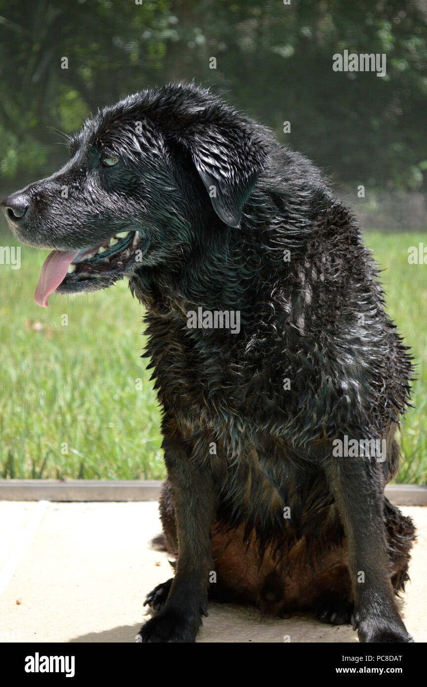 Vista di profilo di Wet Black Lab seduti in piscina Foto Stock