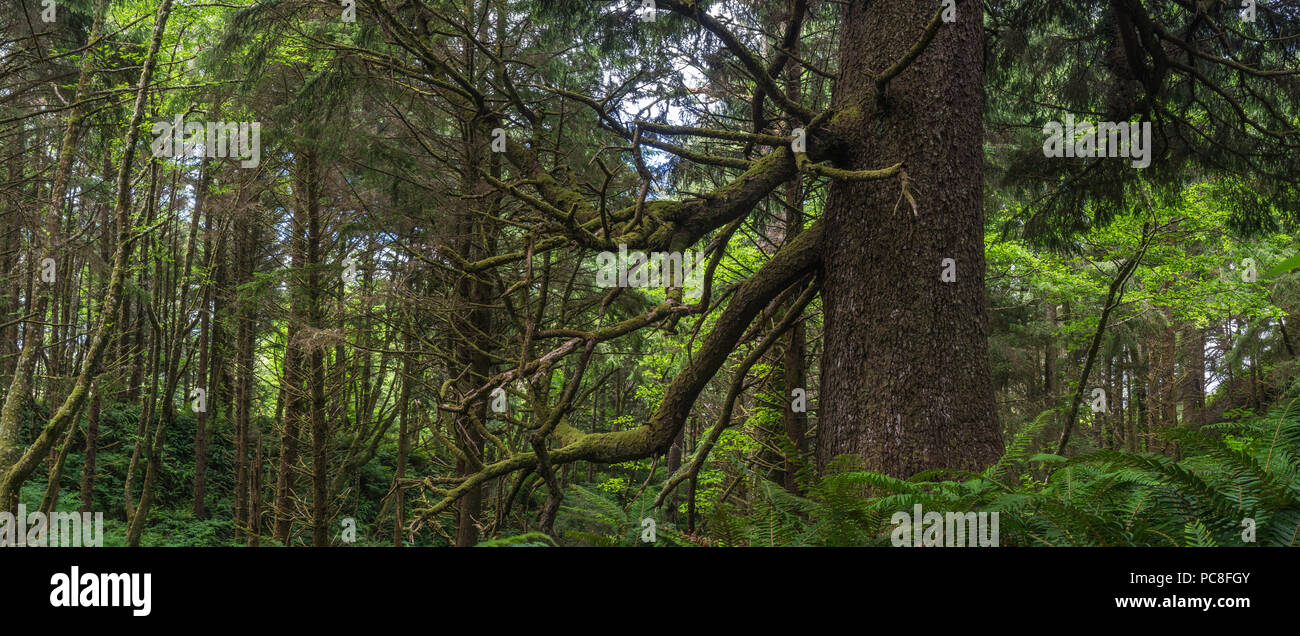 Vista panoramica di alberi e sottobosco in Oregon costiera della foresta pluviale. Foto Stock