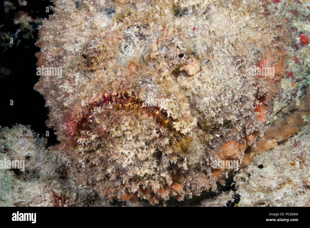 I pesci pietra, Synanceia verrucosa, è una delle più pericolose creature sul reef tropicali. Questa specie è in grado di infliggere un doloroso, cuore Foto Stock