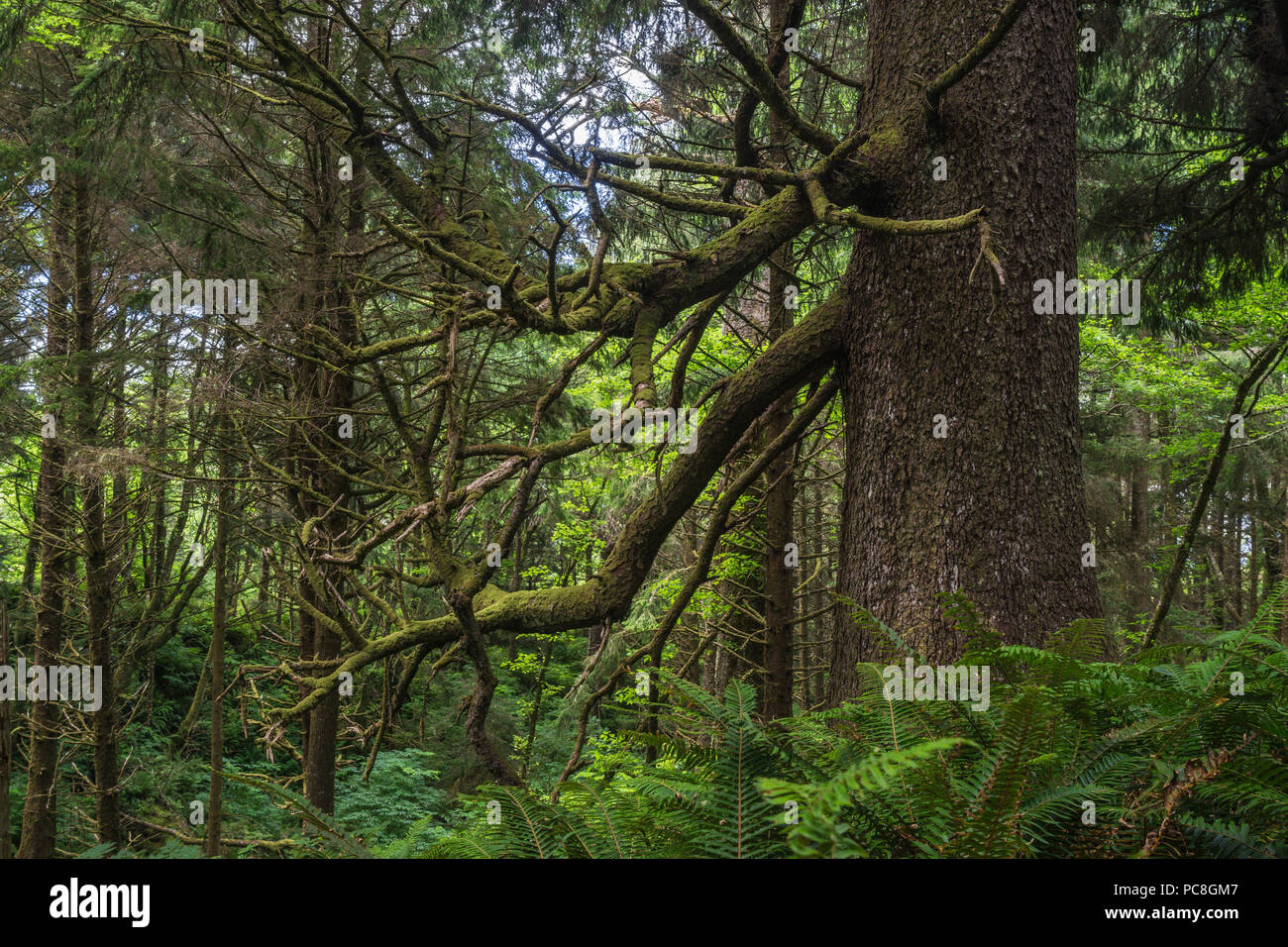In legno, grande tronco di albero sorge nella spazzola di Oregon foresta pluviale sulla costa del Pacifico. Foto Stock