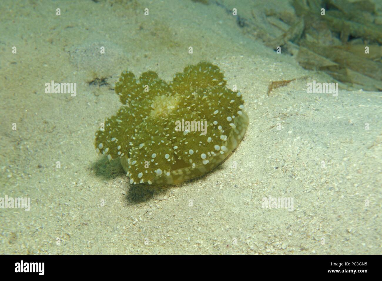 Sottosopra meduse, Mangrovenqualle, Cassiopeia Foto Stock
