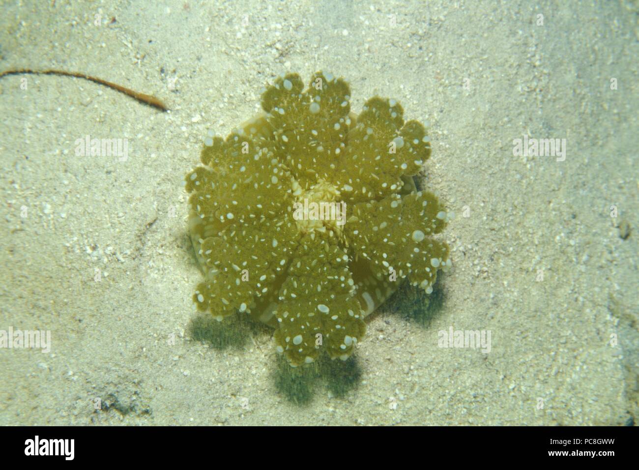 Sottosopra meduse, Mangrovenqualle, Cassiopeia Foto Stock