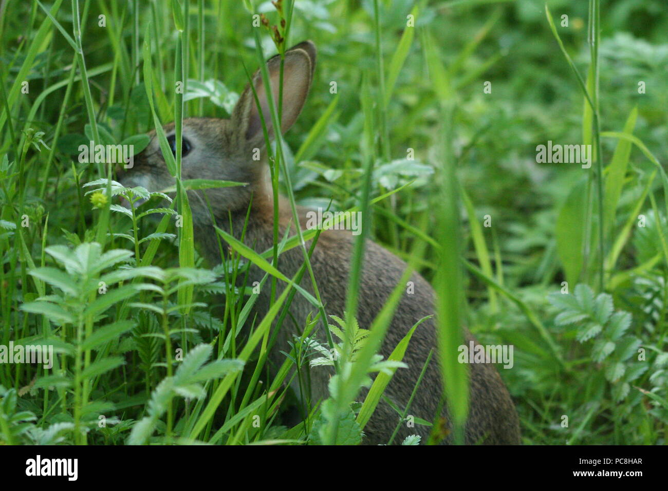 Bambino alimentazione coniglio nella selvaggia, non ha ancora ripreso la paura degli esseri umani, Brasile boschi, appena fuori cardiff, su una mattina d'estate. Foto Stock