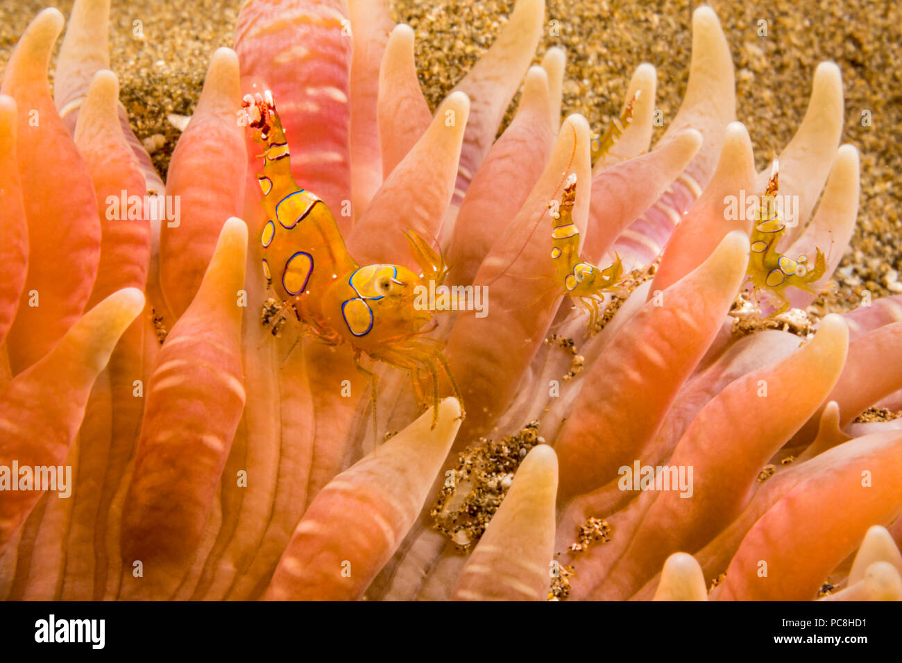 Quattro piccoli squat gamberetti, Thor amboinensis, su una spiaggia di sabbia anemone. La sabbia anemone, Heteractis Malu Malu, è la più grande delle Hawaii. Quando disturbato sarà disap Foto Stock