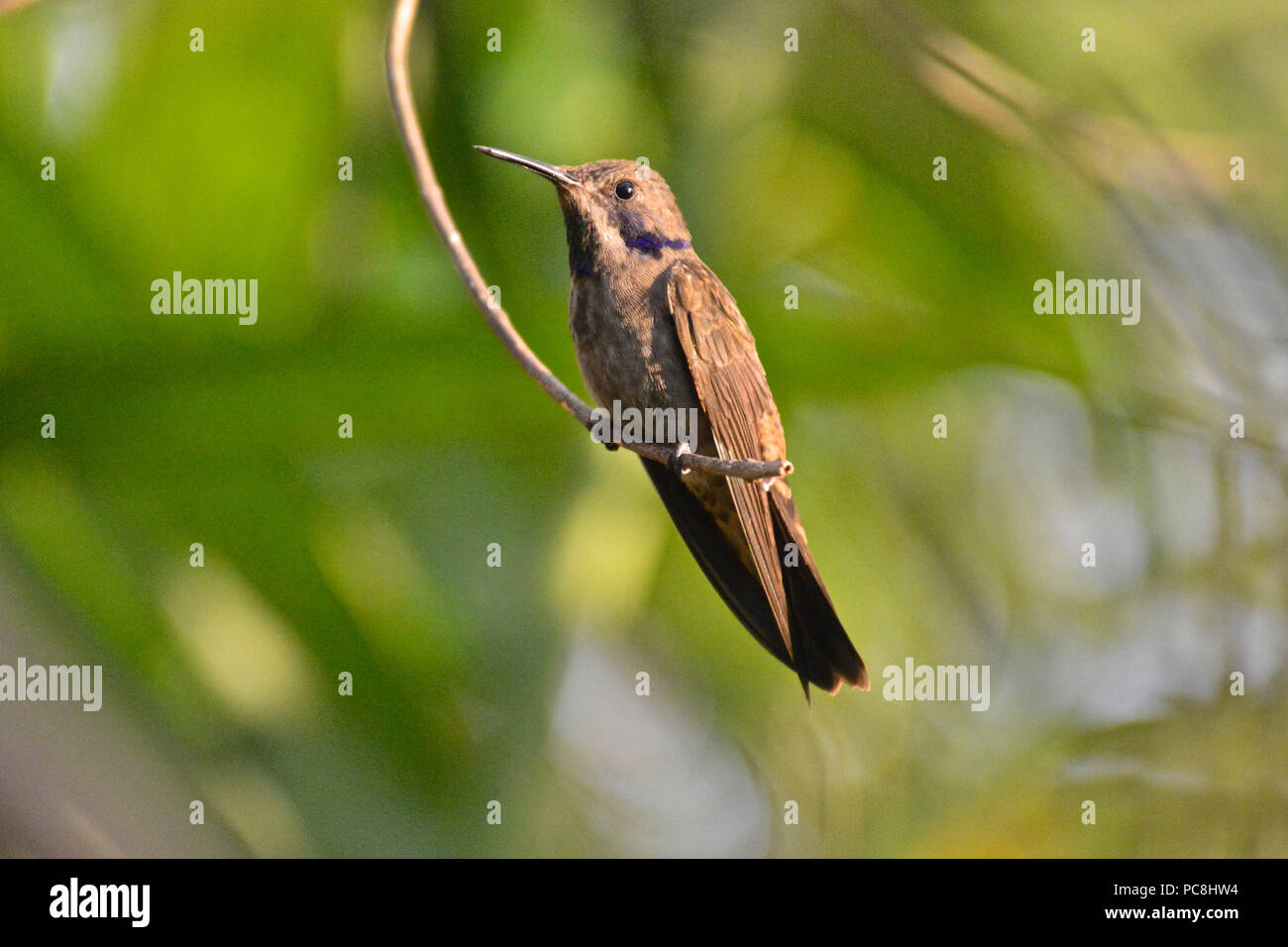 Minor Violetear, noto anche come brown violet orecchio, Colibri cyanotus. Foto Stock