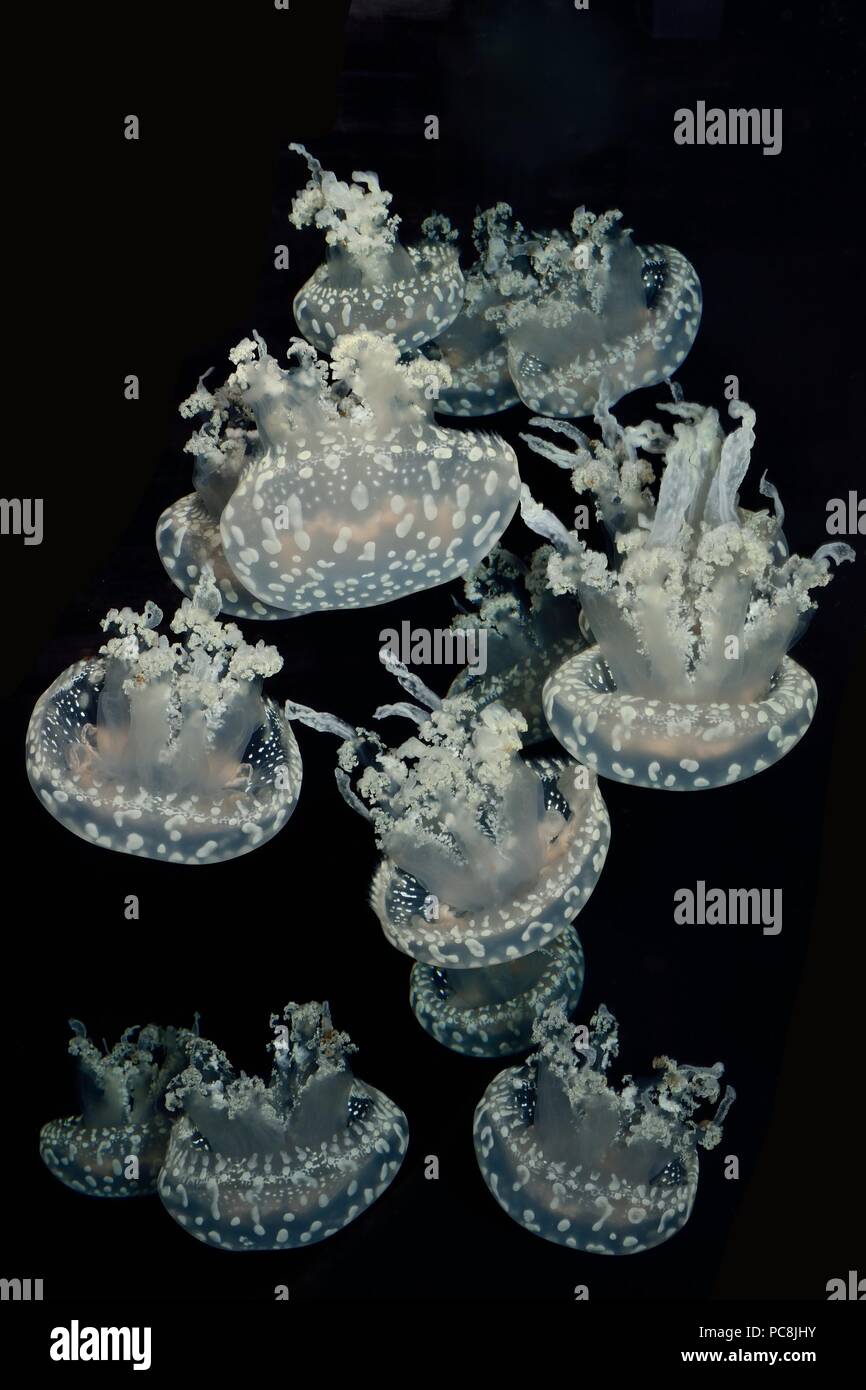 Avvistato meduse, Weißgefleckte Wurzelmundqualle, Mastigias sp. Foto Stock