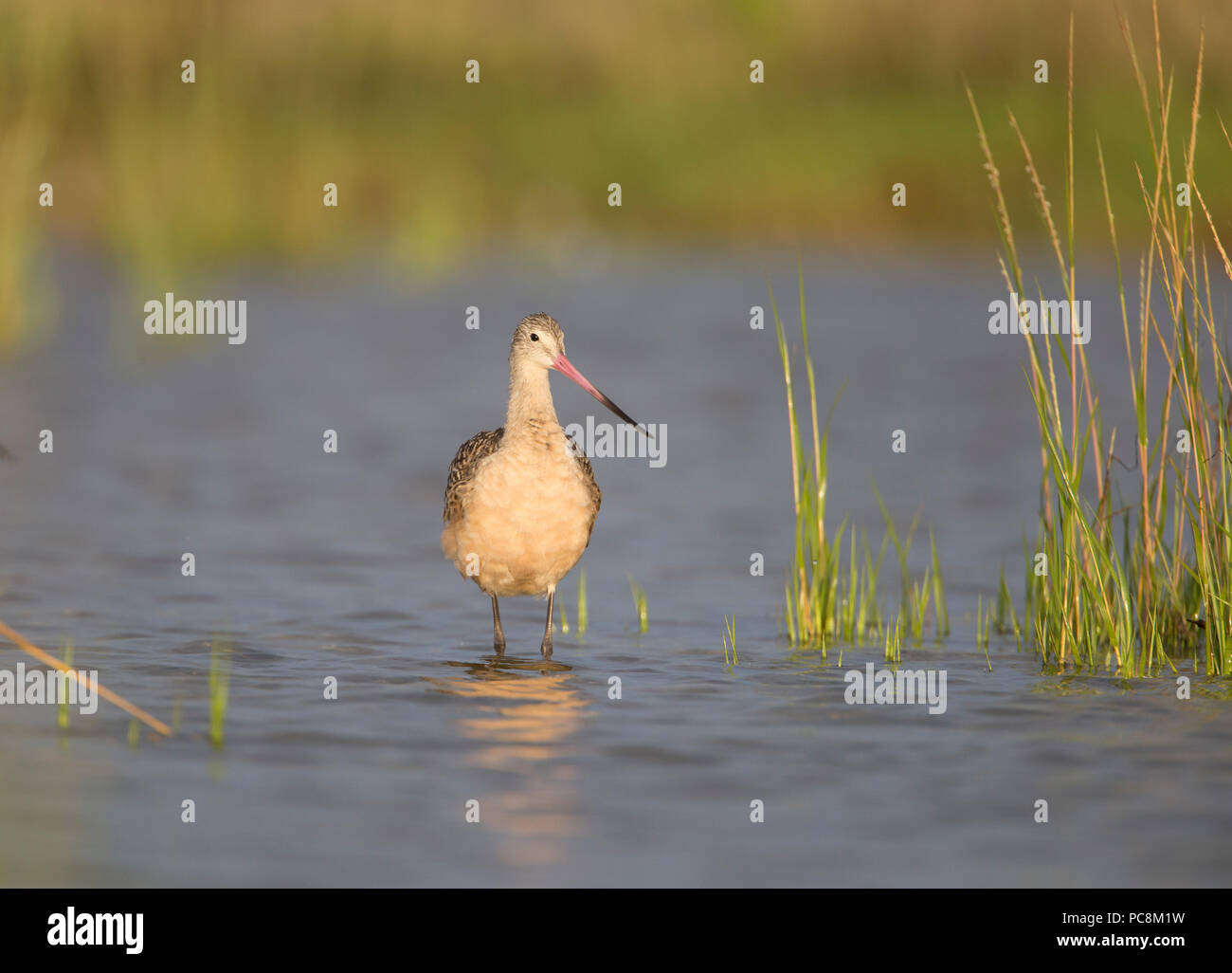 Godwit marmorizzata wading nella luce del mattino Florida Foto Stock