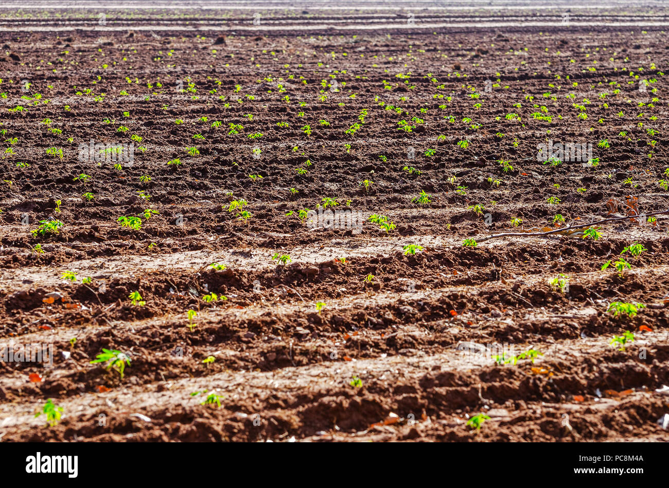 Campo con una piantagione di manioca. Piccola di coltivazione di piante di manioca. Agricoltura brasiliano. Foto Stock
