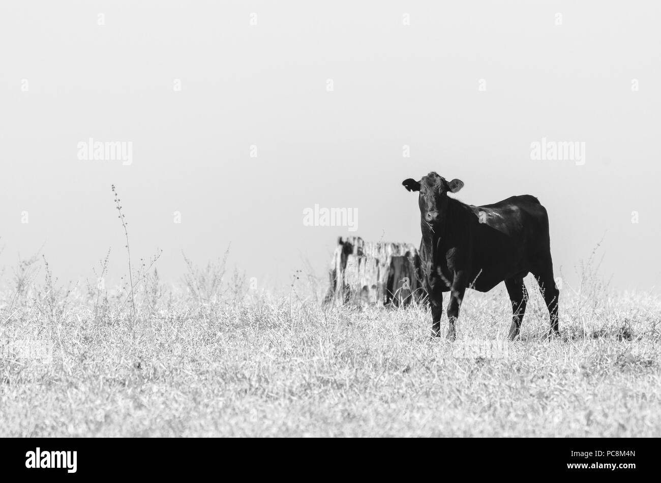 Mucca nera su un pascolo di siccità di una fattoria. Campagna difficoltà durante un periodo di siccità. Foto in bianco e nero. Mucca sulla destra. Foto Stock