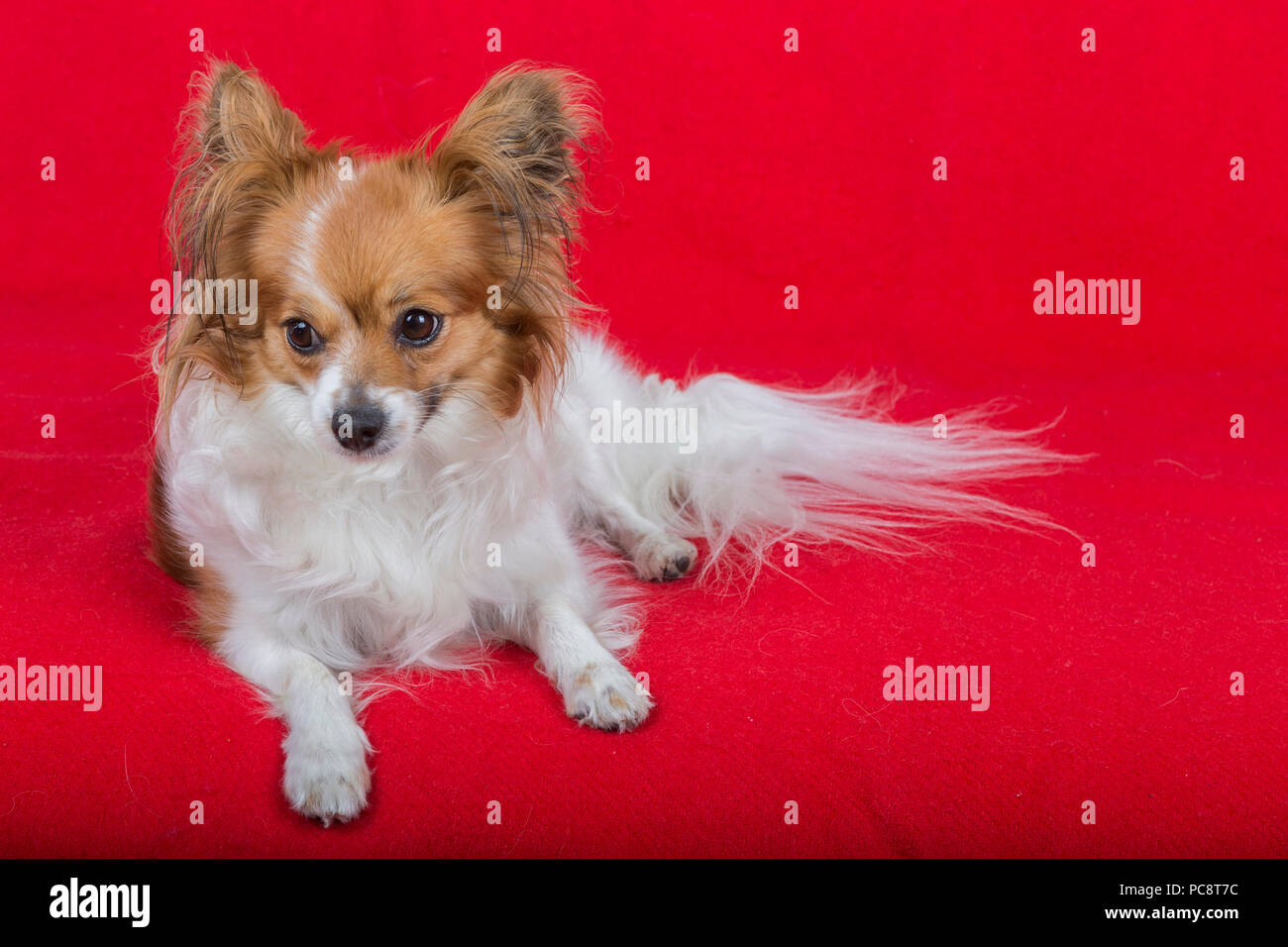 Cane papillon su uno sfondo di colore rosso. Foto Stock