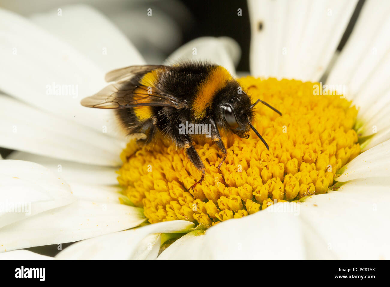 White-tailed Bumblebee, Bombus lucorum, su una margherita flowerMonmouthshire, Wales, Regno Unito, Luglio. Famiglia Apidae Foto Stock