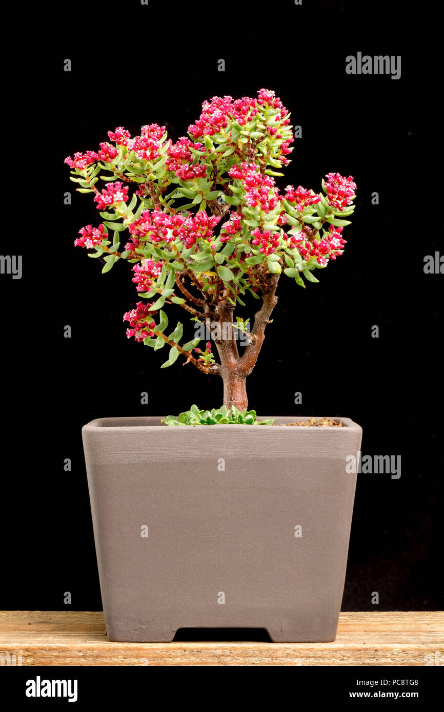 "Bonsai Crassula', Crassula sarcocaulon, un elemento arbustiva delle Piante succulente | Dicotiledoni dal Sud Africa, piantato in un bonsai pot. Foto Stock