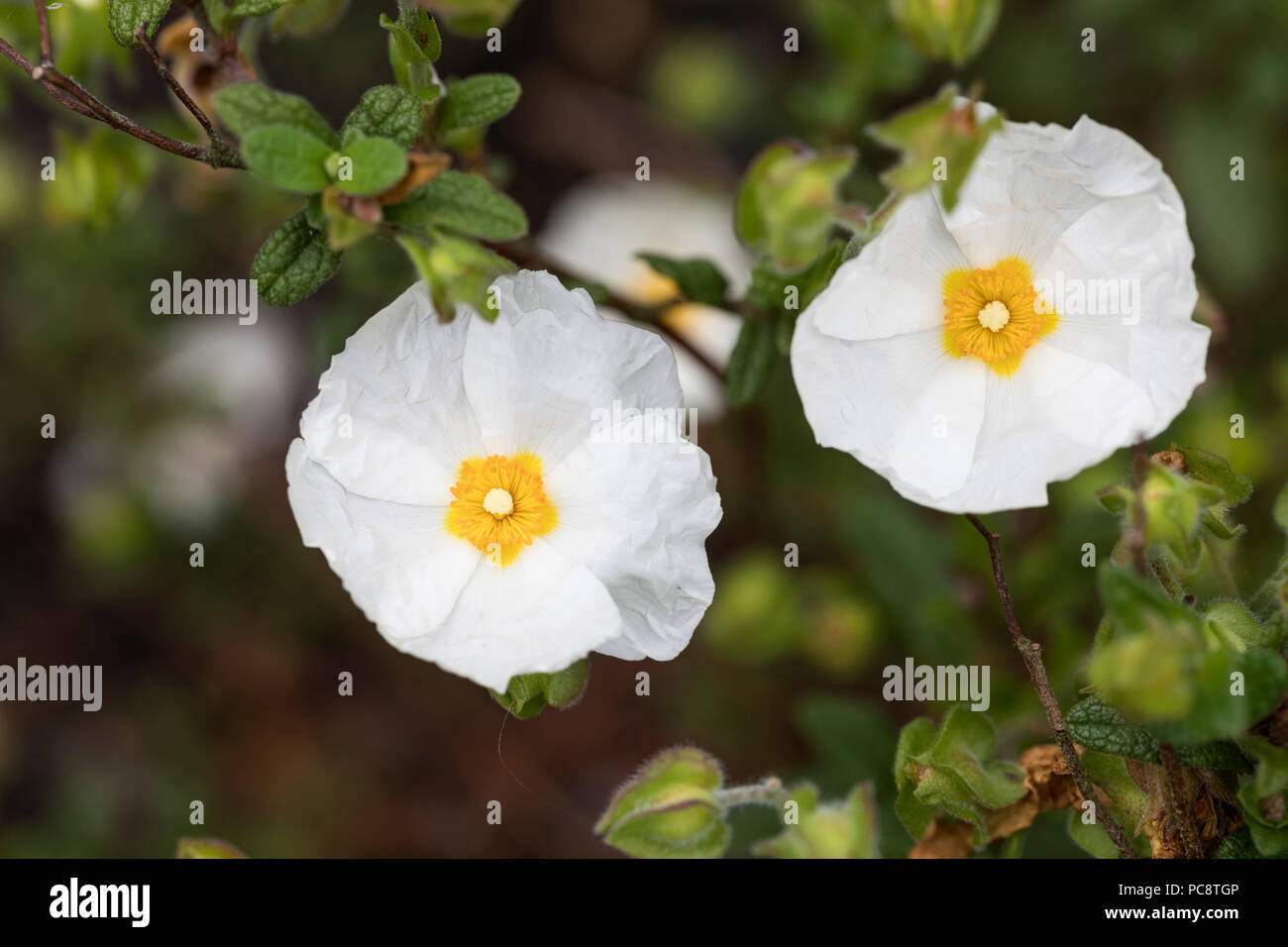 Primo piano di un bianco Cistus x obtusifolius 'prospera' / Rosa di roccia fiorente in un giardino inglese Foto Stock