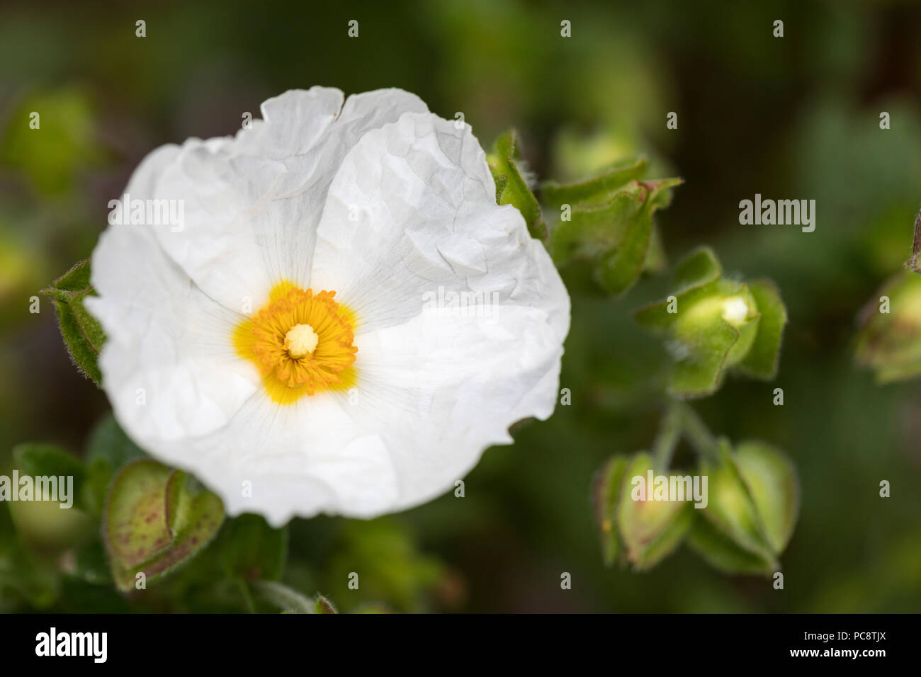 Primo piano di un bianco Cistus x obtusifolius 'prospera' / Rosa di roccia fiorente in un giardino inglese Foto Stock