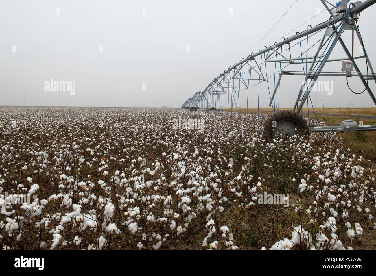 Campo di cotone di un sistema di irrigazione vicino lo sposo, Texas USA Foto Stock