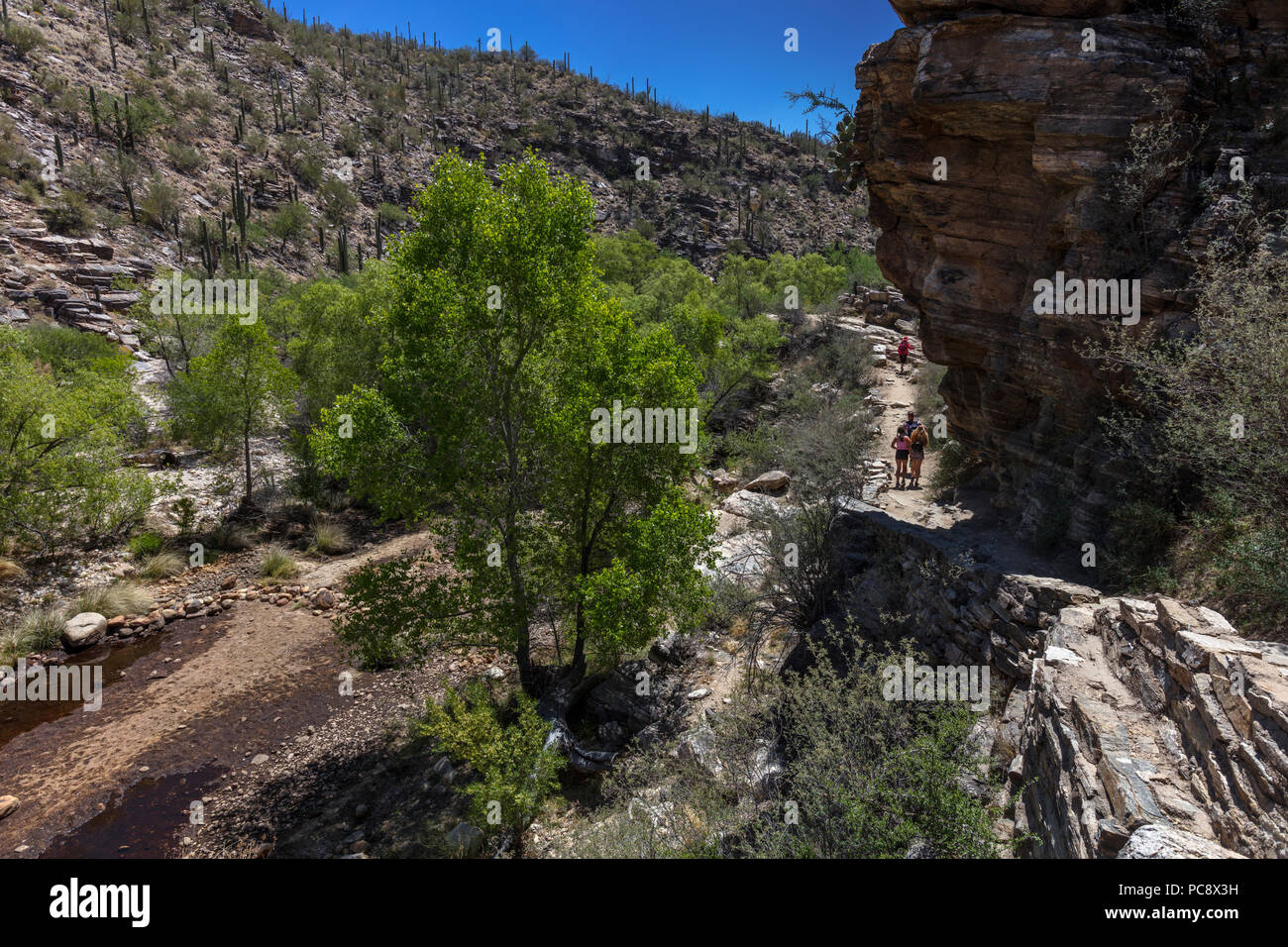 Acqua bassa ad oasi ripariale, Sabino Canyon, AZ Foto Stock