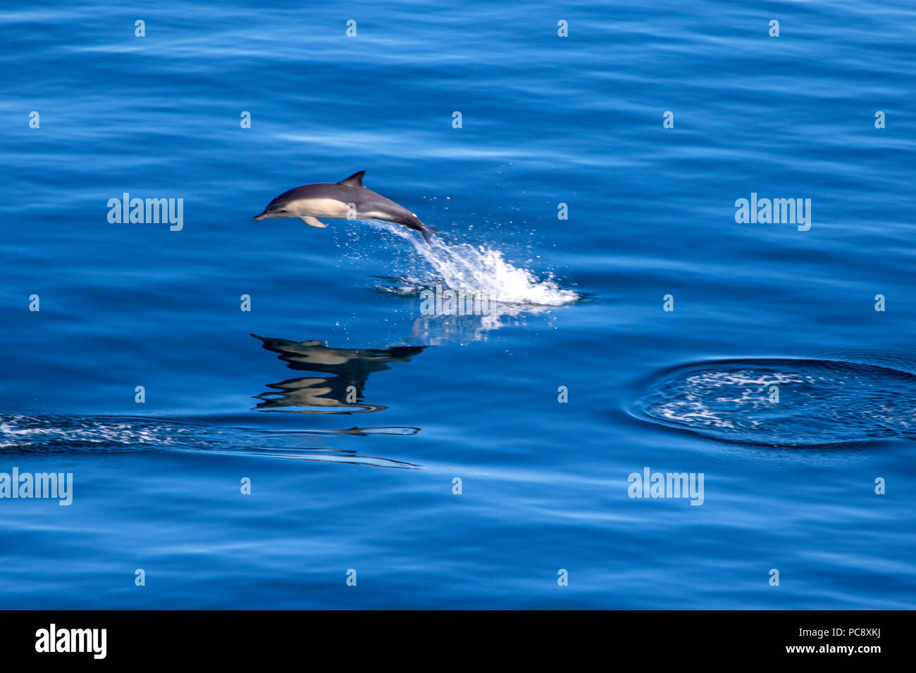 Breve becco delfino comune Delphinus delphis salta fuori la calma blu mare Mediterraneo Foto Stock