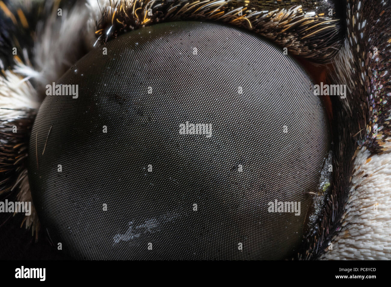 Rustico Sphinx Moth Occhio composto, Manduchi rustica rustica dorsale Foto Stock