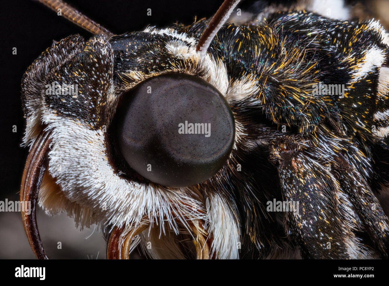 Rustico Sphinx Moth Occhio composto & Lingua, Manduchi rustica rustica dorsale Foto Stock