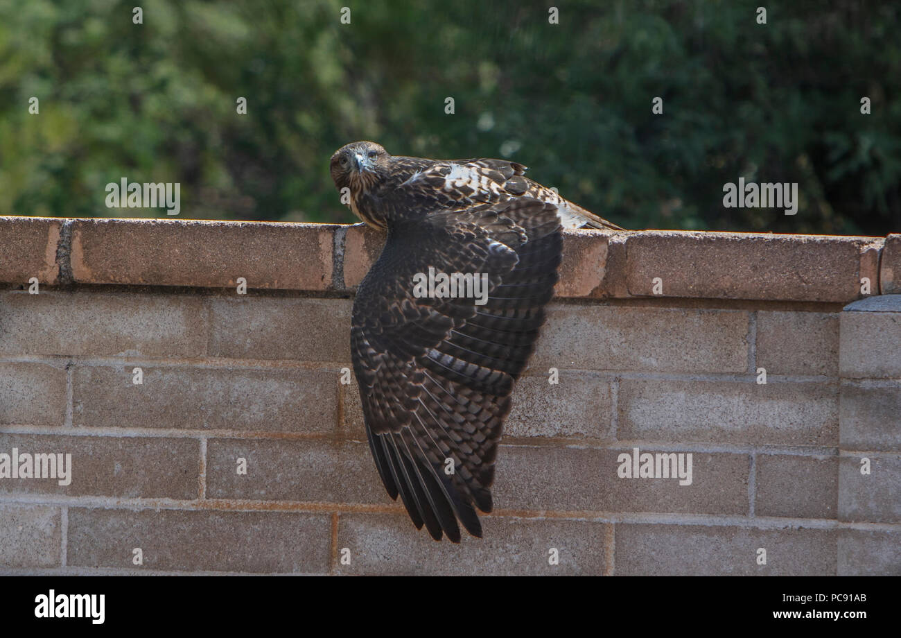 Giovani Red-Tailed Hawk, Buteo jamaicensis - dormire fuori... Comportamento insolito. Foto Stock