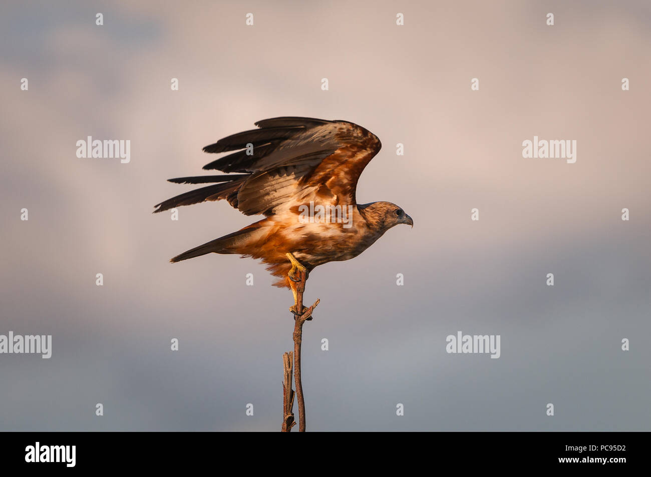 I capretti Brahminy Kite diffondendo le ali. Foto Stock I capretti Brahminy Kite diffondendo le ali. Foto Stock